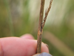 Panicum amarum