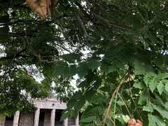 Koelreuteria paniculata