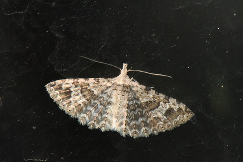 Alucita adriendenisi