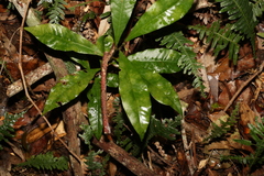 Eupomatia bennettii