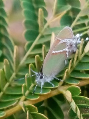 Callophrys xami xami