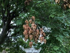 Koelreuteria paniculata