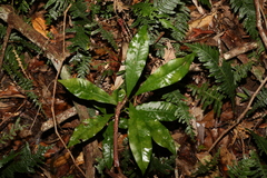 Eupomatia bennettii