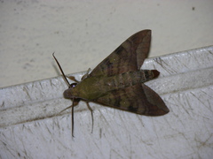 Nephele comma
