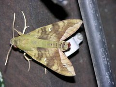 Nephele comma