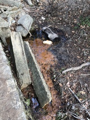 Archaea