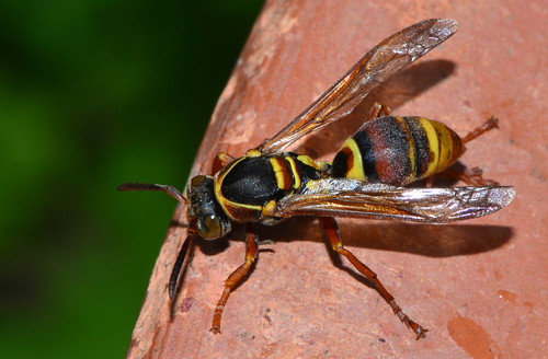 Australian Paper Wasp
