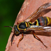 Northern Australian Paper Wasp - Photo (c) Jean and Fred, some rights reserved (CC BY)