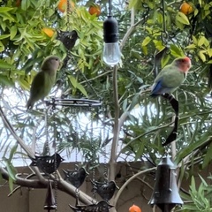 Agapornis roseicollis