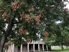 Koelreuteria paniculata