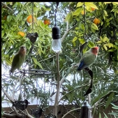 Agapornis roseicollis