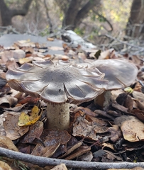 Entoloma ferruginans