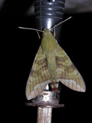 Nephele comma