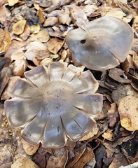 Entoloma ferruginans