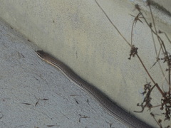 Philodryas nattereri