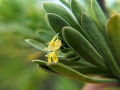 Suriana maritima