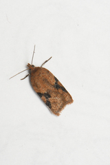 Acleris cervinana