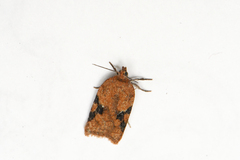 Acleris cervinana
