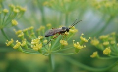 Diplazon laetatorius