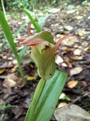 Pterostylis silvicultrix