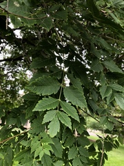 Koelreuteria paniculata