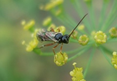 Diplazon laetatorius