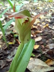 Pterostylis silvicultrix