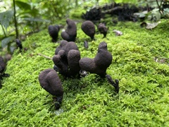 Xylaria castorea