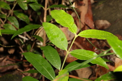 Melodinus acutiflorus