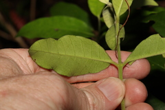 Melodinus acutiflorus