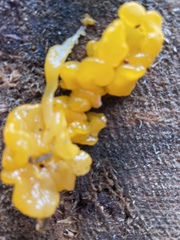 Agaricomycotina