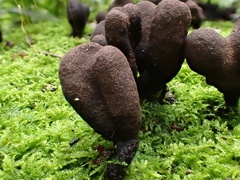 Xylaria castorea