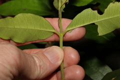 Melodinus acutiflorus