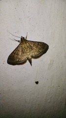 Herpetogramma