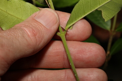Melodinus acutiflorus