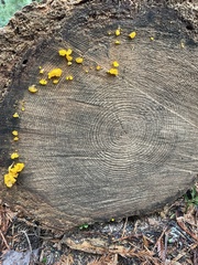 Agaricomycotina
