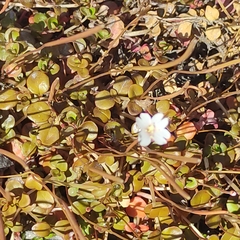 Epilobium brunnescens