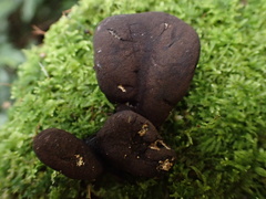 Xylaria castorea