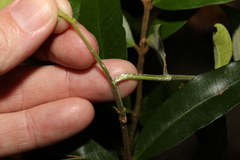Melodinus acutiflorus