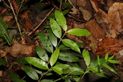 Melodinus acutiflorus