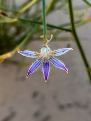 Scaevola depauperata