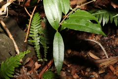 Melodinus acutiflorus