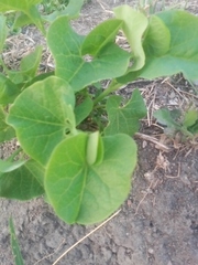 Aristolochia fimbriata