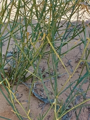 Scaevola depauperata