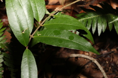 Melodinus acutiflorus
