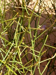 Scaevola depauperata