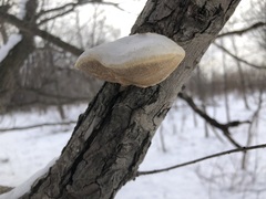Trametes suaveolens