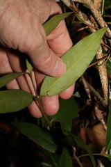 Melodinus acutiflorus