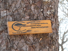 Brachystegia spiciformis