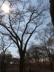 Brachystegia spiciformis